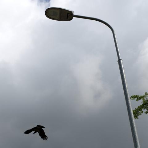 A lone hooded crow has just taken flight from top of a street light, seen below from street level. The sky is overcast and cloudy. A bit of branches can be seen next to the street light in the corner.