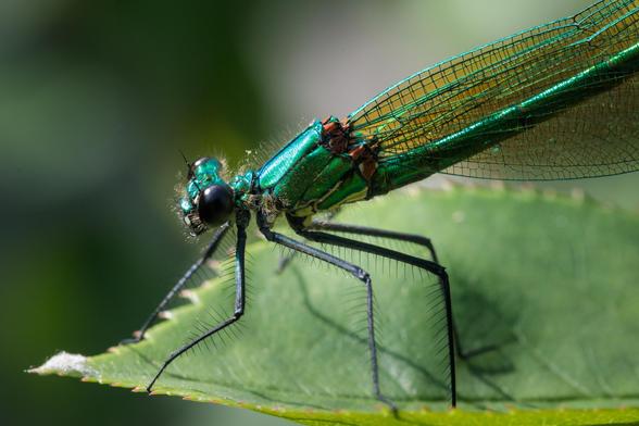 Close-up of head, legs and thorax of an iridescent, metallic green damselfly - bulbous black eyes gleaming in the sunshine - perched on a rose leaf with bristled, black legs.