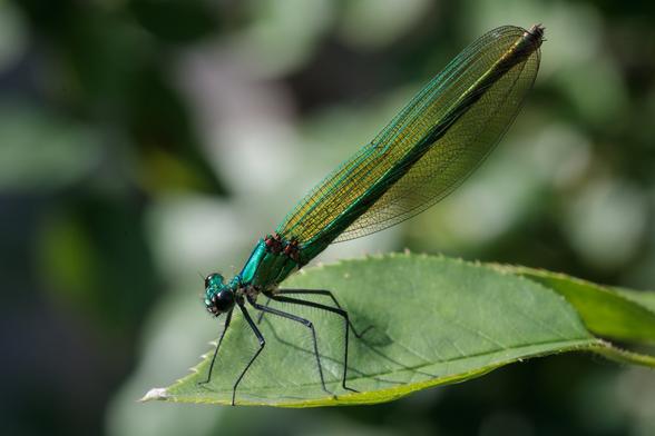 Wider shot of that same damselfly, showing the folded, translucent, metallic green-veined wings partly covering the long abdomen.