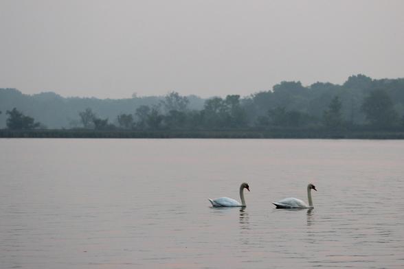 Photograph of two mute swans on a lake with smoke and haze softening the trees in the background.