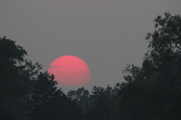 Sunset photograph of a large pale red Sun in a grey sky setting into a low spot among leafy treetops.