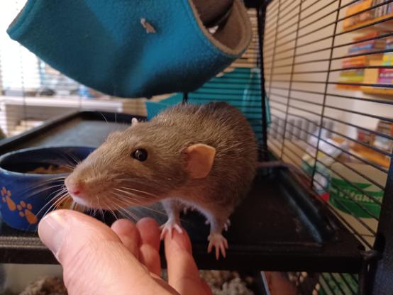 a cute gray dumbo rat standing in his cage with one paw on my outstretched finger