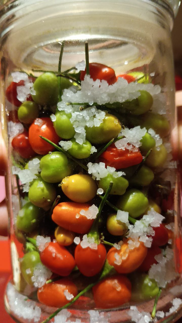 Colorful, tiny chili in a flask, with salt.