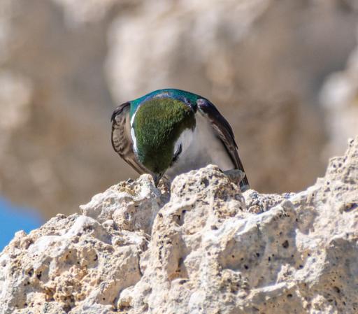 A Violet-green Swallow, perched on one of Mono Lakes calcified springs, now above water, and dipping its head forward so I can see the green cap and purple tinge to the feathers on the neck and wings.