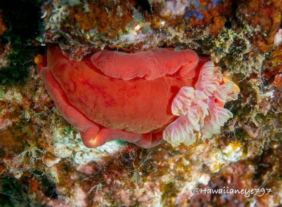 A half-palm-sized pink sea slug clinging to an ocean reef. Its flowery white gills are visible at right.