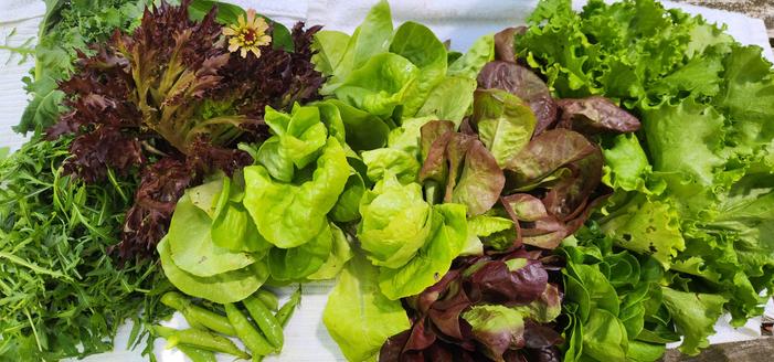 A wide view of lettuces, arugulas, kale, peas, and one single zinnia. The lettuces are green heads, red heads, and red frizzles.