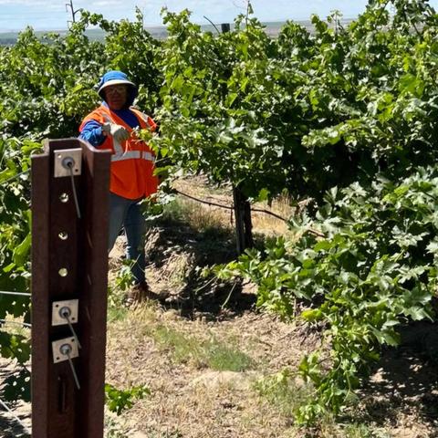 Farm worker in grape vineyard