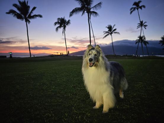 A dog stands in the foreground and a beach sunset is in the background.