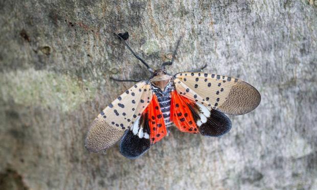 Mosca linterna moteada (Getty Images)