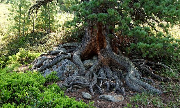 The grayish and brownish roots of the tree are interwoven and grow on some rocks in every direction. Arround the roots the floor is covered with needles. Some branches with green needles hang down. In the foreground there are some green blueberry bushes. In the background there are some small trees and more blueberry bushes.