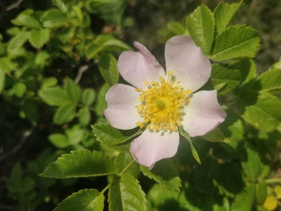 Photo d'une fleur avec des pétales roses et des pistils jaunes