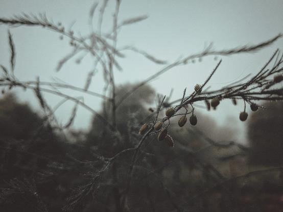Asparagus flowers in the morning mist.