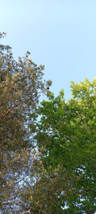 photo of branches from two trees from a low position looking up into the sky. the left tree is a pine, the right tree is an oak. the sky is blue
