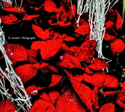 "The image is a close-up composition showcasing the dramatic vibrancy of red Poinsettia bracts. Their layered, velvety texture unfolds like a chorus of petals, densely packed and radiant with natural energy. Interspersed among them are slender white branches—almost coral-like in their stark contrast—giving the scene a festive, wintry elegance. The contrast draws the eye: heat and frost, fire and bone. A credit to "© Swede's Photographs" is delicately placed in the frame, underscoring both artistry and authorship." - Copilot