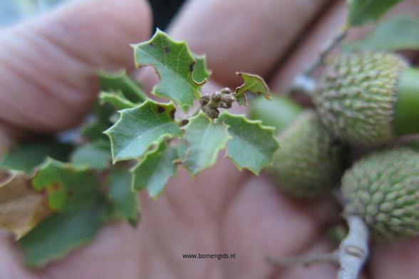 Photo of treespecies Quercus coccifera : Category is blad-leaf-blatt-feuille-hoja