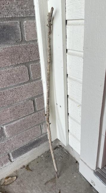 The stick I carry while walking my dogs during mockingbird nesting season