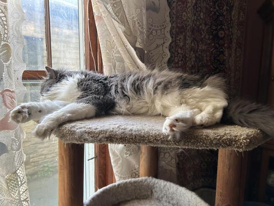A grey and white floofy kitty lying on her side by a window on a cat tree platform. She is looking out the window. Her tummy floof is thick and begging to be snorgled. Plenty of her toe beans are showing, hidden on very floofy feet.