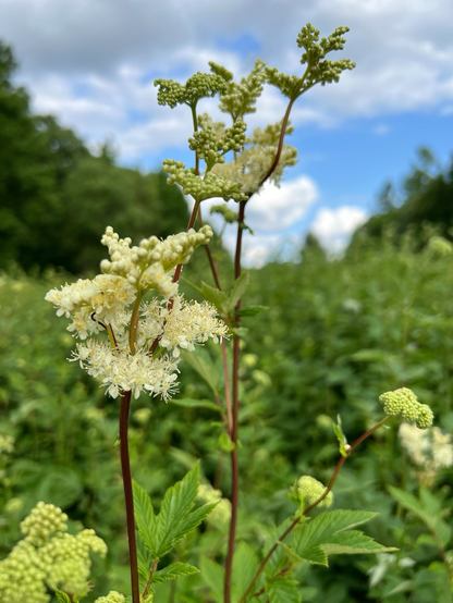 Auf schmalen roten Stängeln sitzen cremeweiße Blütenstände. Dazwischen noch kugelige Knospen. Im Hintergrund eine „grüne Wand“ der  selben Pflanzenart, gerahmt von Waldbäumen und einem blauen Himmel mit Schäfchenwolken.