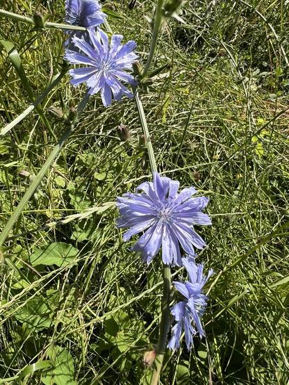 Hellblaue Blüten der Wegwarte inmitten von trockenem, aber noch grünem Wiesengras.