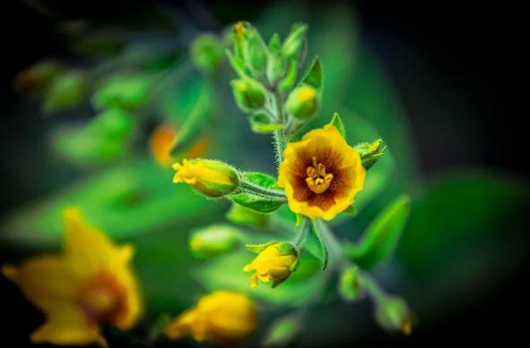 Close-up of yellow flowers with orange centers on a stem, surrounded by green buds and leaves. The background is blurred, highlighting the vibrant colors and intricate details of the petals.