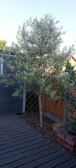 A flowering olive tree in a garden next to a fence and a shed in England