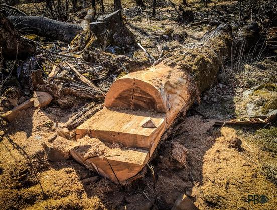 En diger alm ligger nedover på bakken i en lid. Nærmest er stammen delt i biter med motorsag. Du ser den tydelig mørk brune kjerneveden og den lyse yteveden. Den store stammen nedover ble senere dratt opp og skjært til plank.