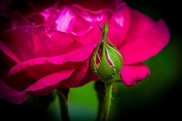 Close-up of a vibrant pink rose in full bloom with soft, velvety petals. To the right, a green rosebud is visible, partially opened, with tiny, pointed sepals and hints of pink. The background is softly blurred, enhancing the focus on the flower and bud.