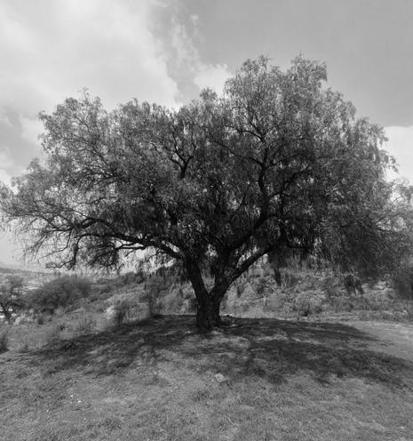 a B&W photo of a lone big tree on a hill
