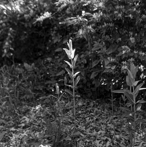 A young milkweed plant lifts its leaves to the morning sun.