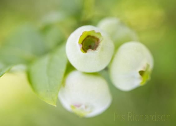 Four green blueberries macro photograph