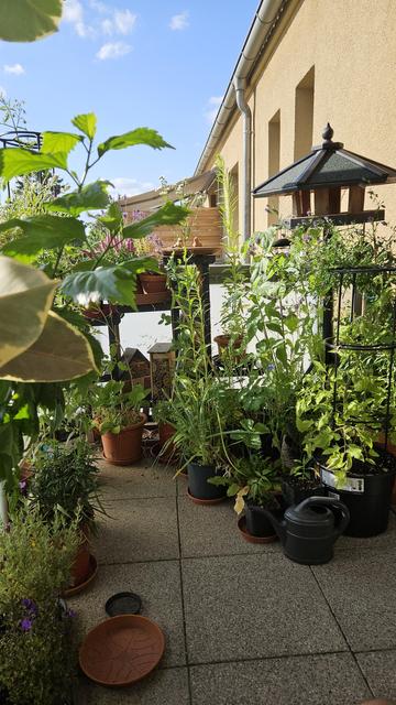 Photo of my balcony. Grey stone plates are barely visible in between quite a number of pots, all of them filled with high reaching green plants. A birds house seems to grow out of them to the right in the back. On the left side leaves of several plants peek into the photo, obscuring the balcony railing and giving the appearance of standing in the middle of a jungle. The sunshine barely reaches through the amount of green. The pots are placed in a way that they seem to lead down a path. Behind all the green is the ocre coloured housewall and a bit of bright blue sky.