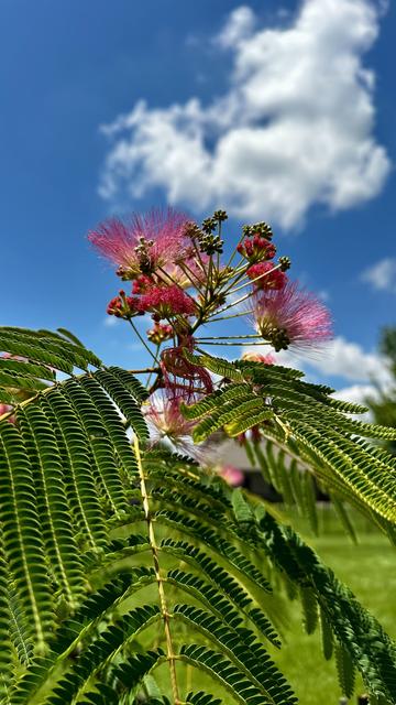 Blooming Mimosa tree.