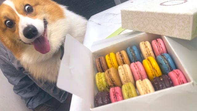 Corgi dog looks wide-eyed at a box of multicolored macaron cookies