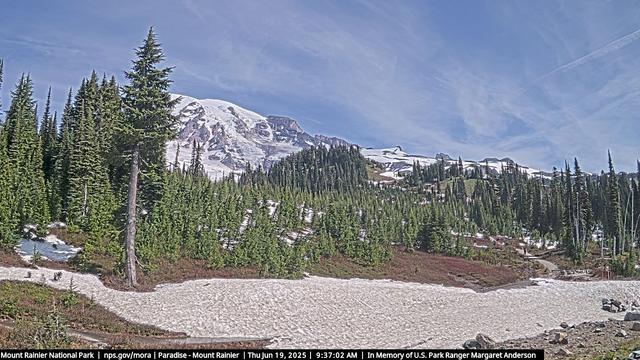 Image 2 of 2 taken from Paradise in Mount Rainier National Park on June 19, 2025. In this image, the smaller trees in the center appear to be more upright relative to the image from the previous week. The vegetation on the slopes is now visible in a number of places and stretches of the park trail system can also be seen emerging from the snow. Mount Rainier is visible in the background and the sky above is blue with a scattering of clouds.