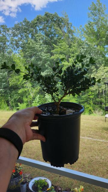 Tree, trimmed and with one copper wire moving the major branch rightward. The copper wire is buried in the soil, wrapped around the trunk and up the major branch. When in the pot, that rightmost branch will be low to the ground and the trunk will lean to the right as well.