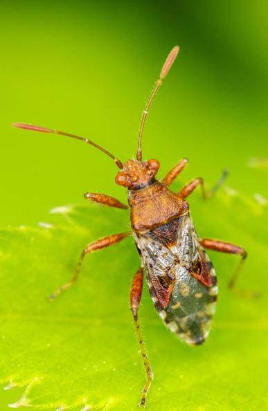 Close up shot of a true bug on a green leaf