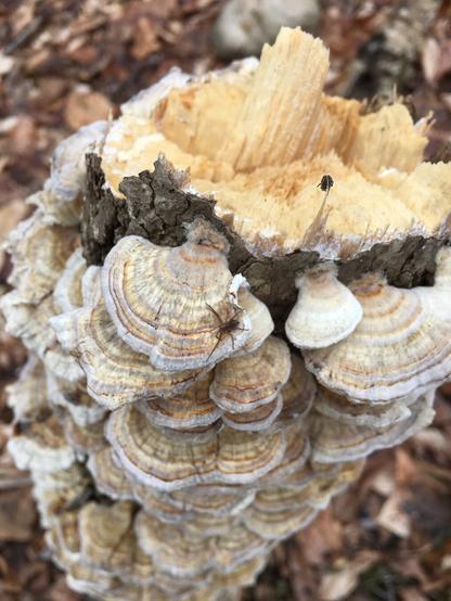 Mushrooms of a light tan color surrounding a log broken at the tip.