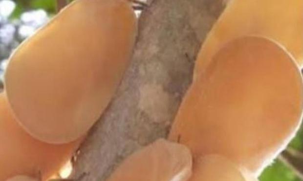 Los misteriosos insectos colgados de la rama de un árbol (Redes sociales)