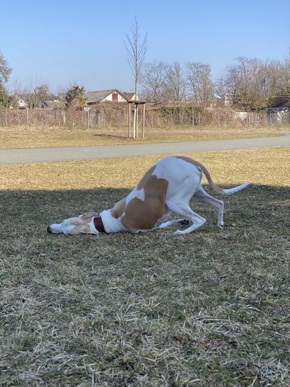 Whippet on a lawn picking up a smell