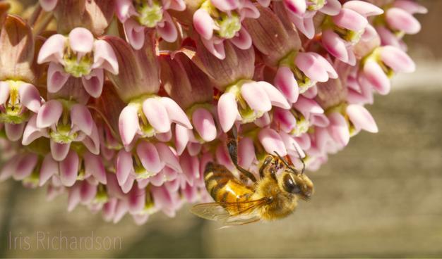 Honeybee enjoying milkweed