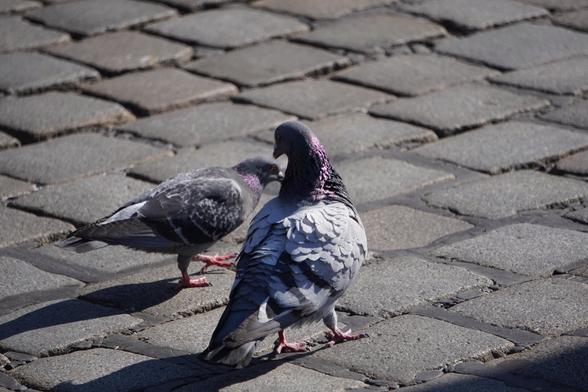 The picture shows two doves next to each other