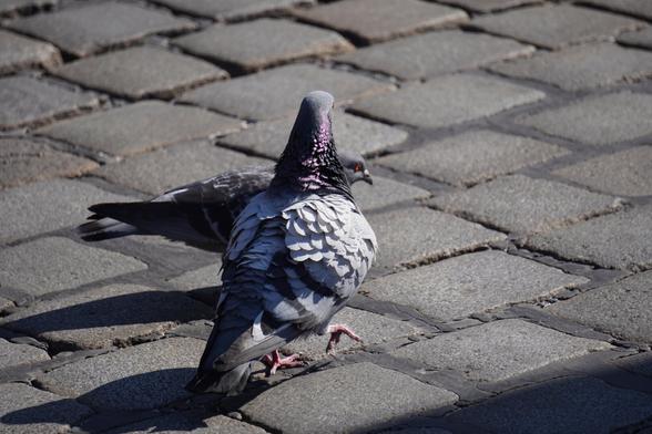 The picture shows two doves next to each other