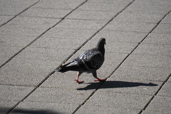 The picture shows a dove that is casting its shadow to the right