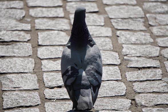 The picture shows a dove from the back