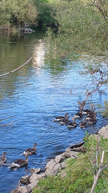 Wildgänse schwimmen am Rand eines Flusses. Davor und dahinter Steine, Büsche, Bäume. Der blaue Himmel spiegelt sich im Wasser.