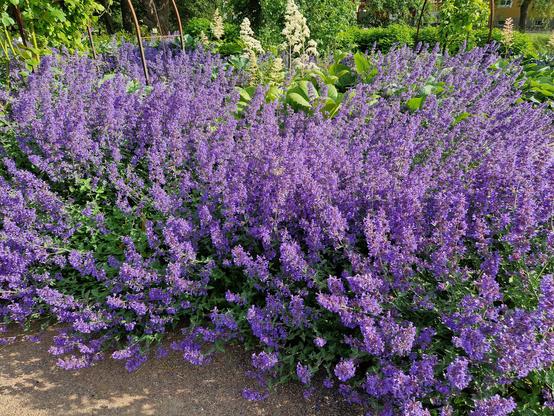 En stor mängd lavendel täcker nästan hela bilden. Lite gröna växter bakom.