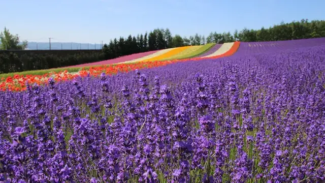 [Updated for 2025] A complete guide to enjoying the lavender fields of Farm Tomita in Furano, Japan - even for first timers!｜Domingo