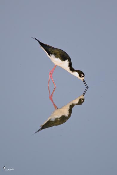 A long-legged shorebird with a blackish back, white belly and red legs is standing in shallow water. It is dipping its slightly open, long black bill into the water. The bird is mirrored by the very calm blue-gray water.