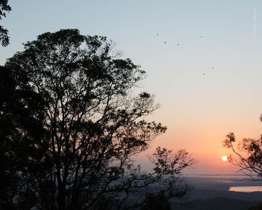 A large, symmetrical oval tree dominates the image, occupying most of the left of the frame. It is seen in silhouette, backlit by a gentle pink sunrise lower down, and a pale blue-grey sky higher up. To the right, near the bottom a muted orange-pink sun is a little above the horizon, shining through  a sea fog. Below it the distant plain is lit a dull pink, and a dam reflects the soft light. High in the negative space at the top right a flock of little birds can just be seen, flying away from the large tree and out. There was a steady stream of them for perhaps a minute, sometimes in bursts, sometimes single-file.
