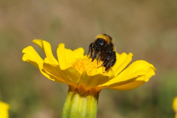 The picture shows a bee sitting on a yellow flower